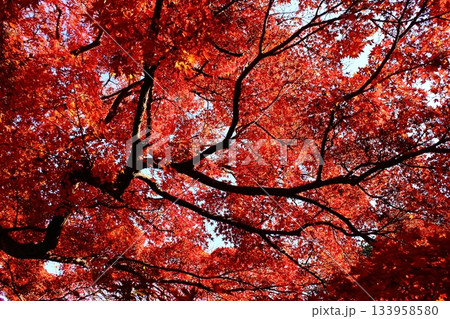 快晴になった晩秋の陽射しを浴びる福蔵院の楓（1） 133958580