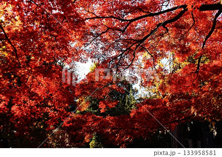 快晴になった晩秋の陽射しを浴びる福蔵院の楓（2） 133958581