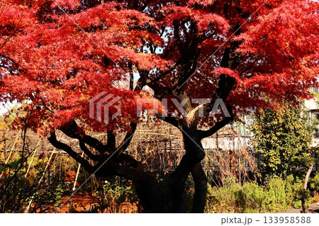 福蔵院のルンビニー庭園で赤く染まった楓 133958588