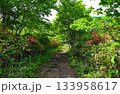 木々に囲まれた山頂に続く小道 133958617