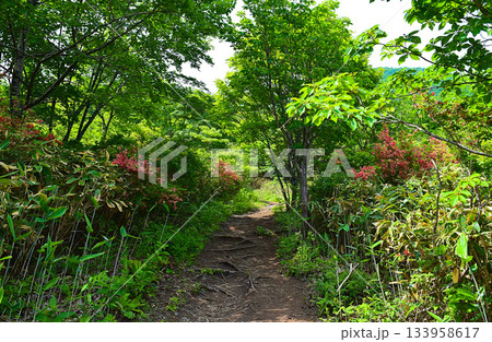 木々に囲まれた山頂に続く小道 133958617