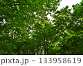 森の中で陽射しを受ける新緑の若葉 133958619