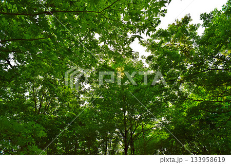 森の中で陽射しを受ける新緑の若葉 133958619
