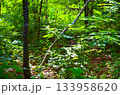 日差しに照らされた森の木々 133958620