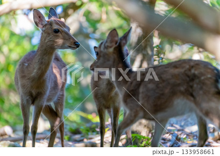 ヤクシカの雌　警戒　世界自然遺産屋久島(夏 133958661