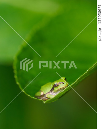 紫陽花の葉の上で安らぎリラックスする一匹のニホンアマガエル 133958671