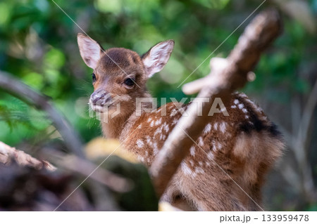 ヤクシカ子ども　今年生まれた　世界自然遺産屋久島(夏 133959478