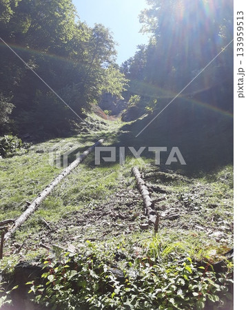 ゼロ磁場の分杭峠から見上げる陽光 ゼロ磁場の分杭峠から見上げる陽光 133959513