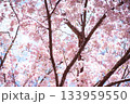 ピンクの桜 133959550