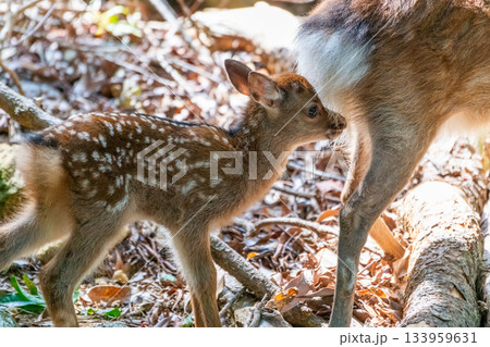 ヤクシカの子ども 今年生まれた 世界自然遺産屋久島(夏 ヤクシカの子ども 今年生まれた 世界自然遺産屋久島(夏 133959631