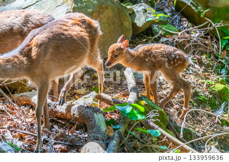 ヤクシカの子ども 今年生まれた 世界自然遺産屋久島(夏 ヤクシカの子ども 今年生まれた 世界自然遺産屋久島(夏 133959636