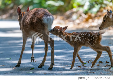 ヤクシカの子ども 乳欲しがる 世界自然遺産屋久島(夏 ヤクシカの子ども 乳欲しがる 世界自然遺産屋久島(夏 133959688