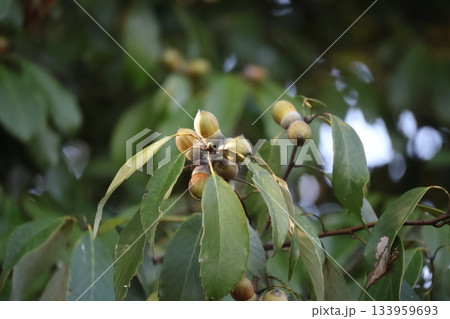 緑の葉と茶色に色づきかけたどんぐりの実の木の枝のアップの風景 133959693