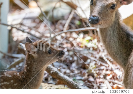 ヤクシカの親子　警戒　世界自然遺産屋久島(夏 133959703