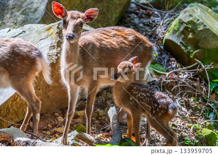ヤクシカの親子　警戒　世界自然遺産屋久島(夏 133959705