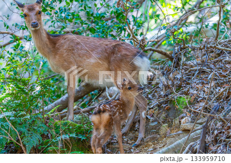 ヤクシカの親子　警戒　世界自然遺産屋久島(夏 133959710