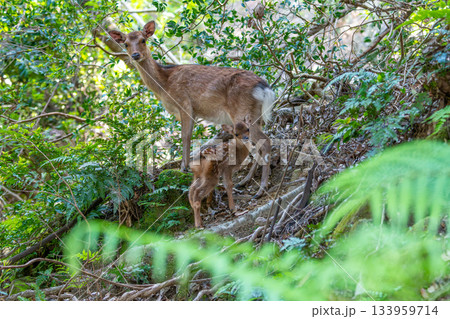 ヤクシカの親子 警戒 世界自然遺産屋久島(夏 ヤクシカの親子 警戒 世界自然遺産屋久島(夏 133959714