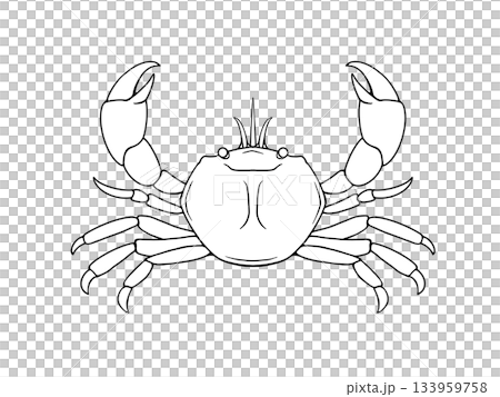 正面向きのカニの線画イラスト 133959758