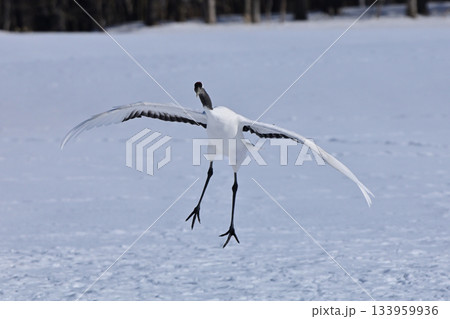 丹頂鶴・着地前 133959936