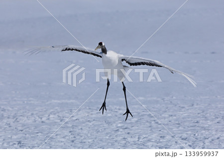 丹頂鶴・着地前 133959937