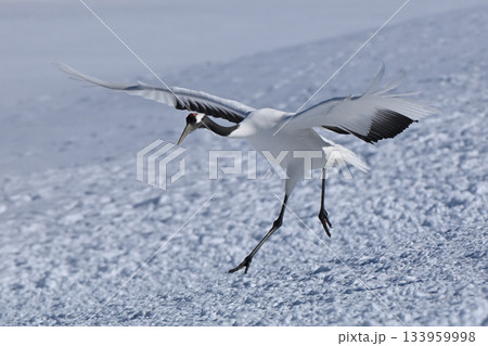 丹頂鶴・着地前 丹頂鶴・着地前 133959998