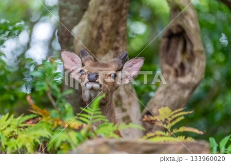 ヤクシカの雄 警戒 世界自然遺産屋久島(夏 ヤクシカの雄 警戒 世界自然遺産屋久島(夏 133960020