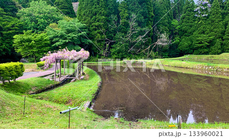熊本県阿蘇市の池山水源の藤棚 133960021