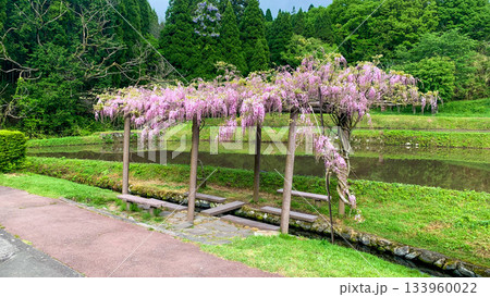 熊本県阿蘇市の池山水源の藤棚 133960022