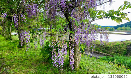 阿蘇の池山水源の藤 133960032