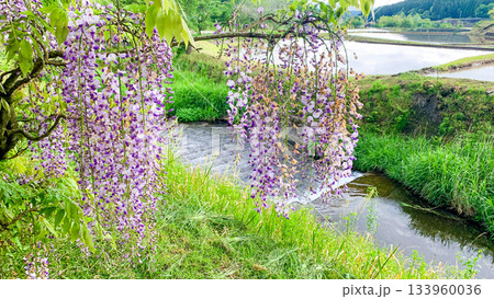 阿蘇の池山水源の藤 133960036
