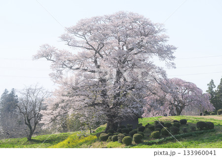 七草木の天神桜　春の風景 133960041