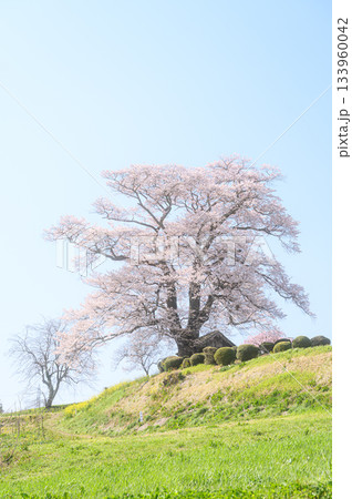 七草木の天神桜 春の風景 七草木の天神桜 春の風景 133960042