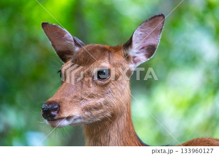 ヤクシカの雌　警戒　世界自然遺産屋久島(夏 133960127
