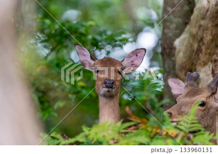 ヤクシカの雌　警戒　世界自然遺産屋久島(夏 133960131
