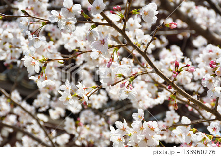 京都　本法寺の美しい桜（京都府京都市上京区） 133960276
