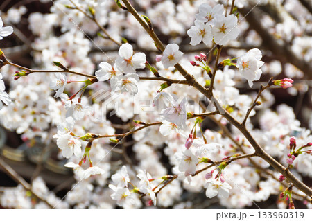京都　本法寺の美しい桜（京都府京都市上京区） 133960319