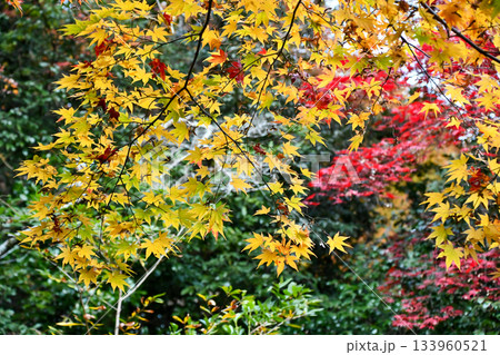 美しい京都の紅葉 133960521