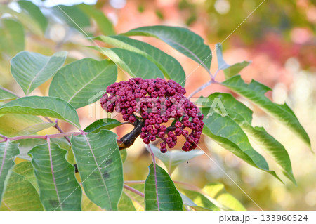 ゴシュユ　Medicinal Evodia 133960524