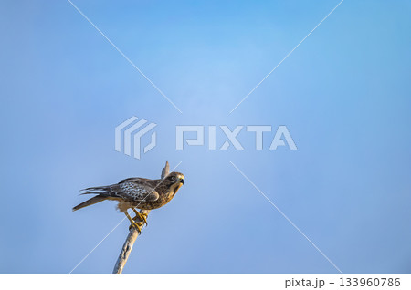 White eyed buzzard or Butastur teesa closeup in blue sky background ready to fly perched in winter season migration at keoladeo national park bharatpur bird sanctuary rajasthan india asia 133960786