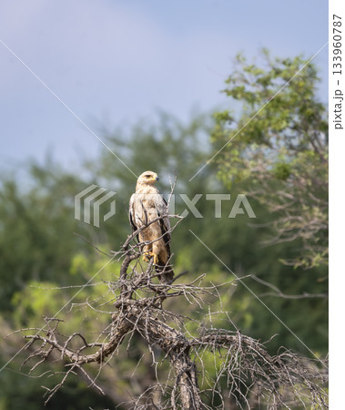 Tawny eagle or Aquila rapax bird of prey in natural green background perched on tree during winter season migration at tal chhapar sanctuary rajasthan India Tawny eagle or Aquila rapax bird of prey in natural green background perched on tree during winter season migration at tal chhapar sanctuary rajasthan India 133960787