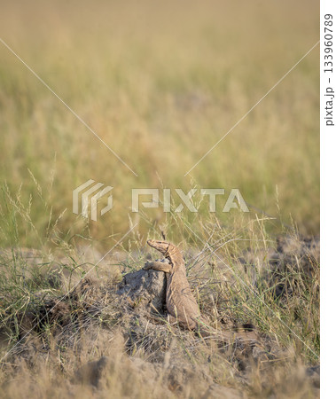 monitor lizard or bengal monitor or common indian monitor or varanus bengalensis climbing on mud mound in natural green grassland in winter season keoladeo national park bharatpur rajasthan india 133960789
