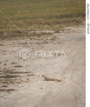 Spiny tailed lizard or Uromastyx out in open near forest trail in winter season sunlight in safari at tal chhapar blackbuck sanctuary rajasthan india 133960790