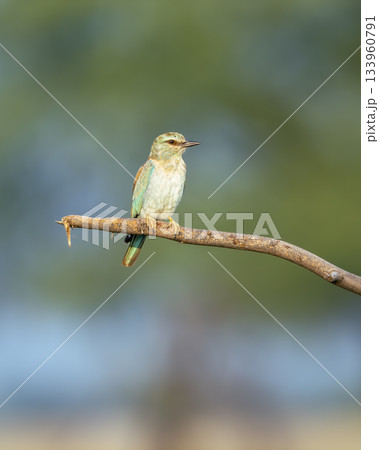 Eurasian or European roller or Coracias garrulus closeup perched in natural green background in winter morning sun light at keoladeo national park forest bharatpur bird sanctuary rajasthan india asia 133960791