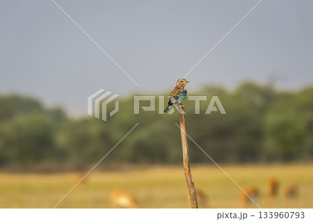 Angry bird Indian roller or Coracias benghalensis closeup with eye contacy perched on branch during winter season migration at tal chhapar blackbuck sanctuary churu rajasthan india Angry bird Indian roller or Coracias benghalensis closeup with eye contacy perched on branch during winter season migration at tal chhapar blackbuck sanctuary churu rajasthan india 133960793