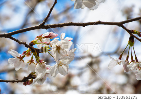 京都 本法寺の美しい桜(京都府京都市上京区) 京都 本法寺の美しい桜(京都府京都市上京区) 133961275