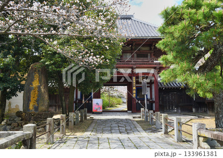 京都　本法寺　仁王門と美しい桜（京都府京都市上京区） 133961381