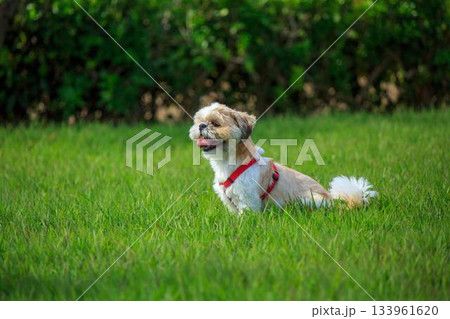 ワンちゃんの散歩 133961620
