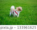 ワンちゃんの散歩 133961625