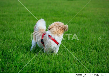 ワンちゃんの散歩 133961626