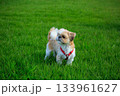ワンちゃんの散歩 133961627